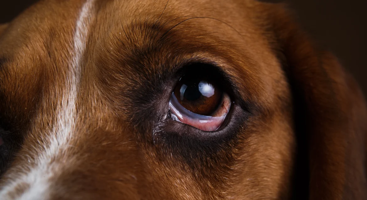 cherry eyes in dogs