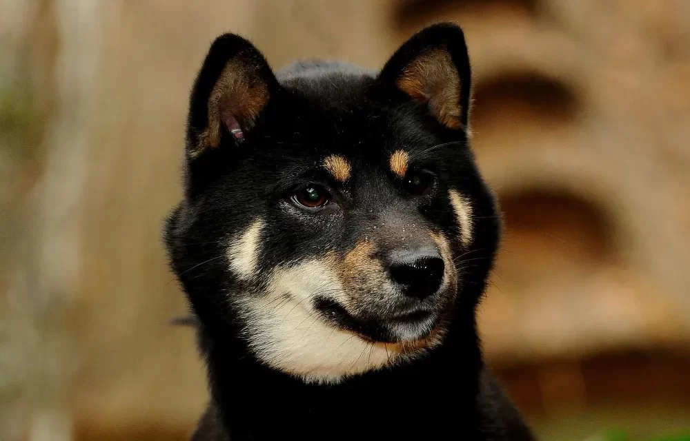 dog breeds that look like shiba inu