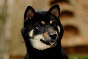 dog breeds that look like shiba inu