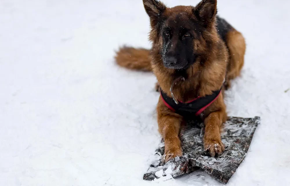 how cold is too cold for german shepherds