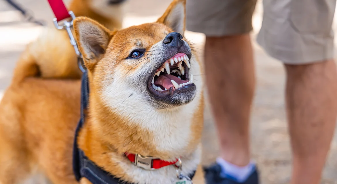 shiba inu behavior problems