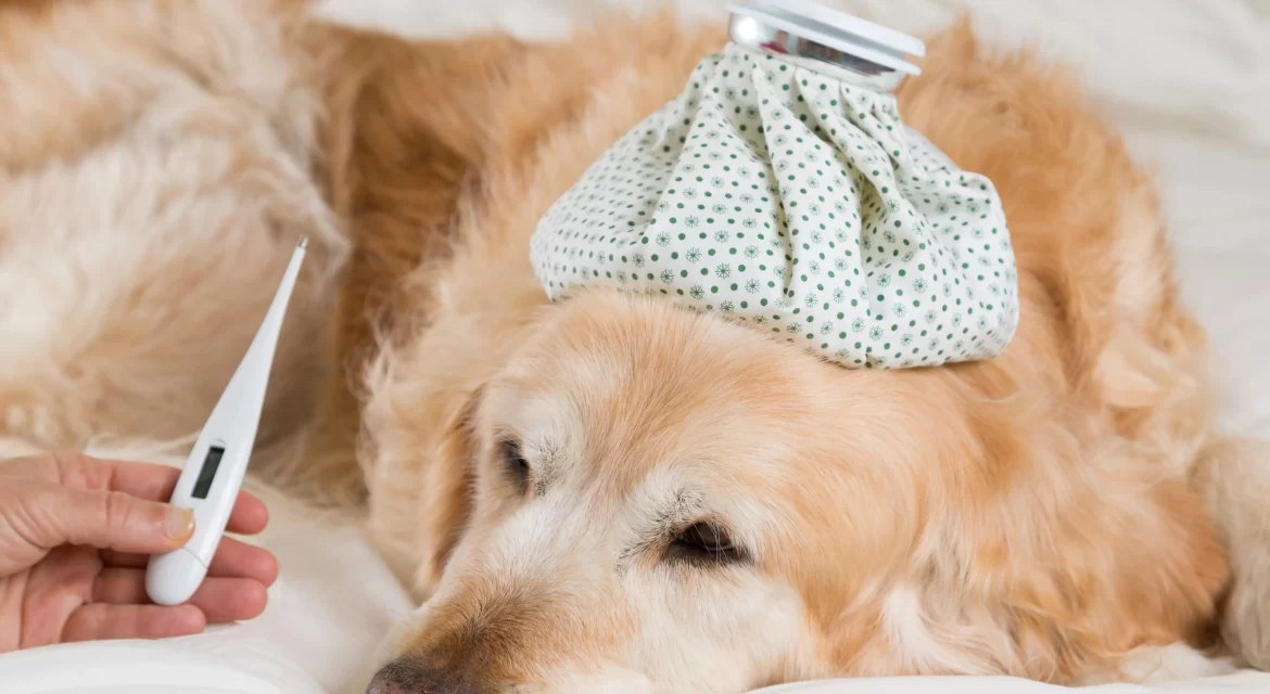 what is the normal temperature for a dog
