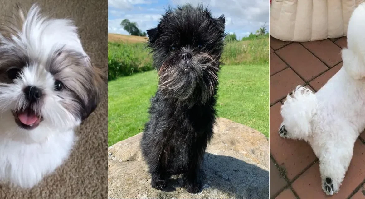 which dog breeds are hypoallergenic