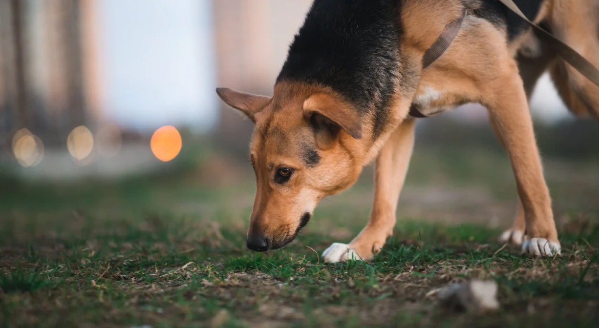 why do german shepherds eat their own poop