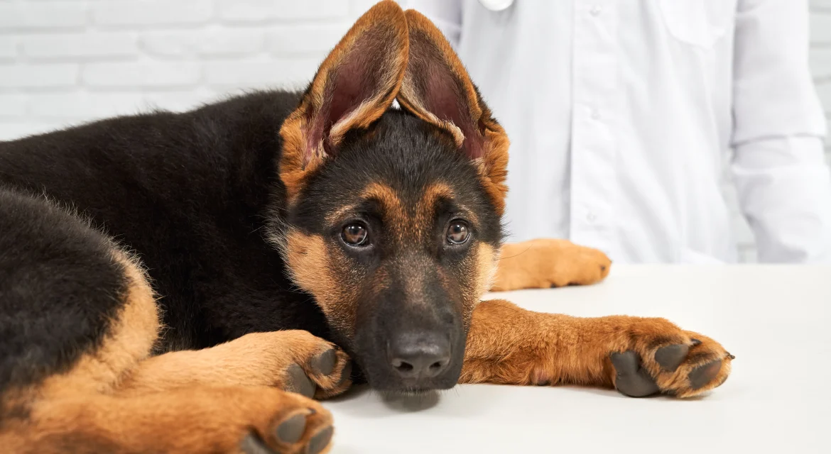 are german shepherds prone to cancer
