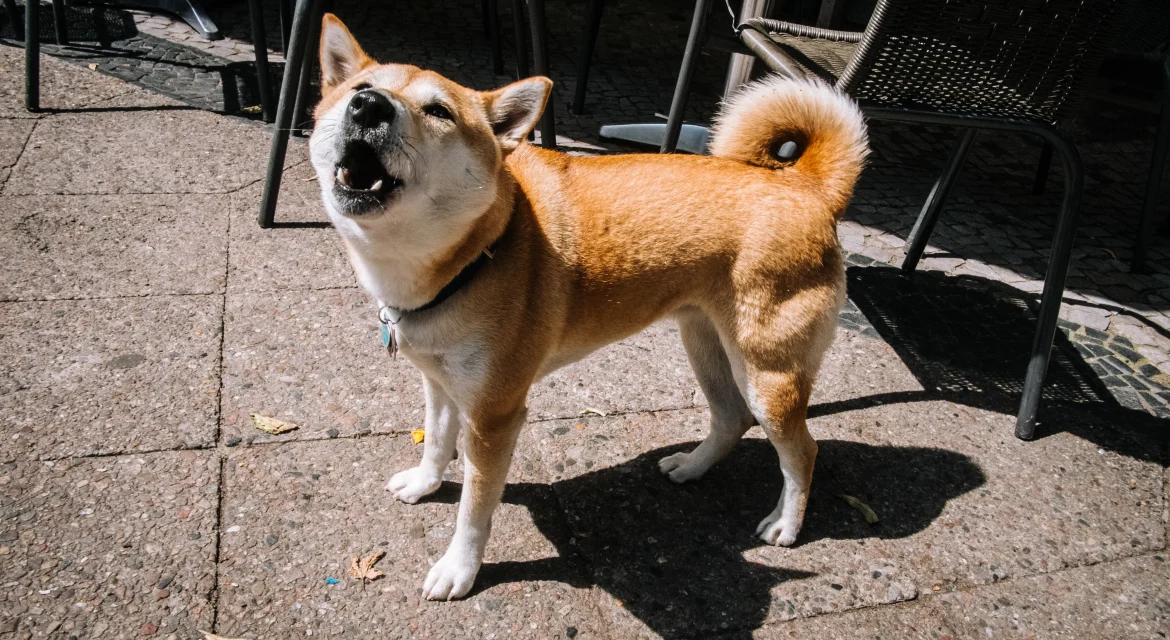 are shiba inu aggressive towards humans