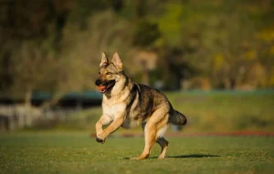 how fast can a german shepherd run