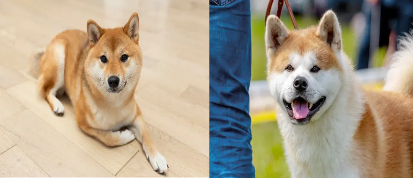 shiba inu vs akita
