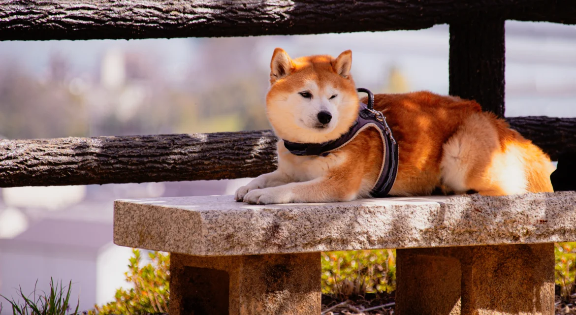 why shiba inus are called cat-like dogs