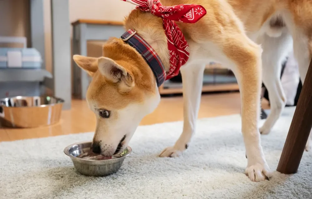 best dog food for shiba inu dog