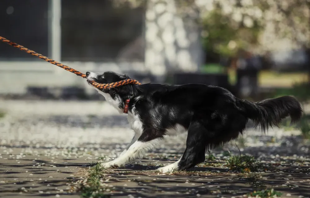 how do i train my dog to walk on a leash