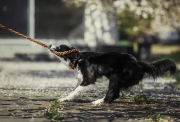 how do i train my dog to walk on a leash