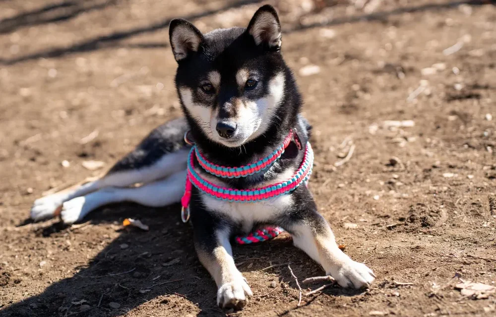 how old is the shiba inu breed