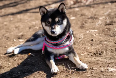 how old is the shiba inu breed