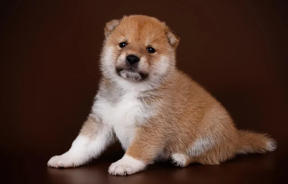 shiba inu puppies