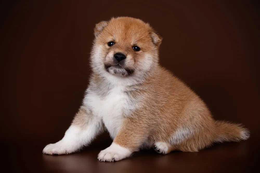 Baby Shiba Inu