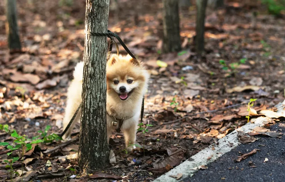 shiba inu temperament