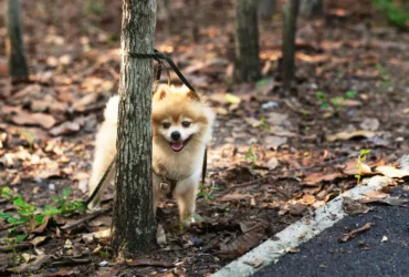 shiba inu temperament