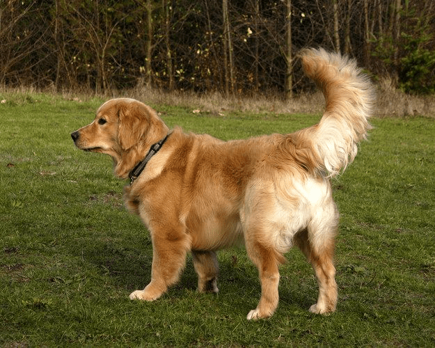 Dog tail meaning
