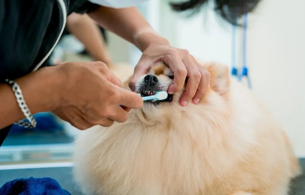 average cost of dental cleaning for dogs