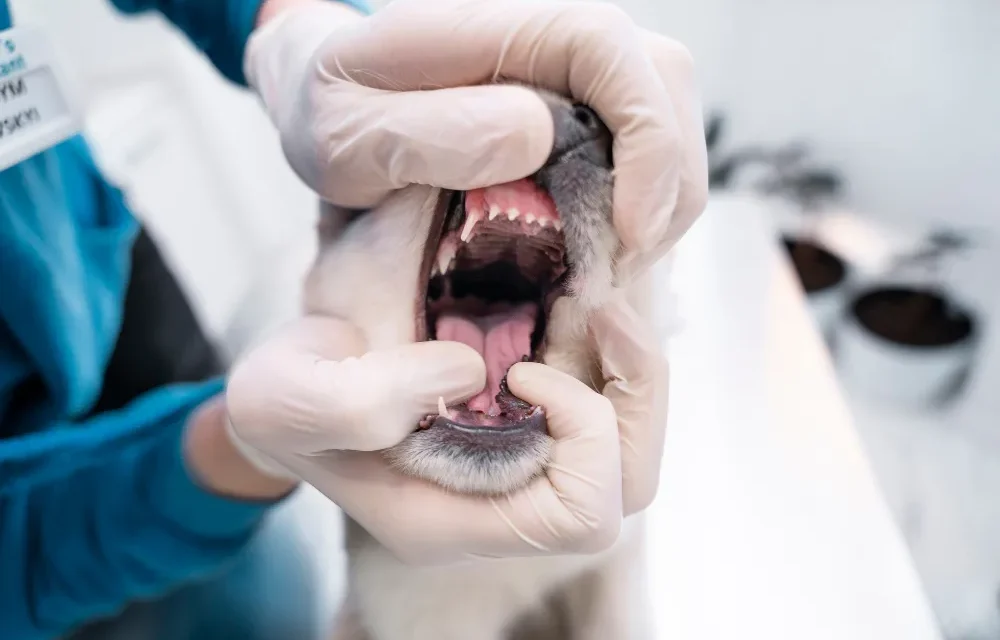 dog dental anatomy