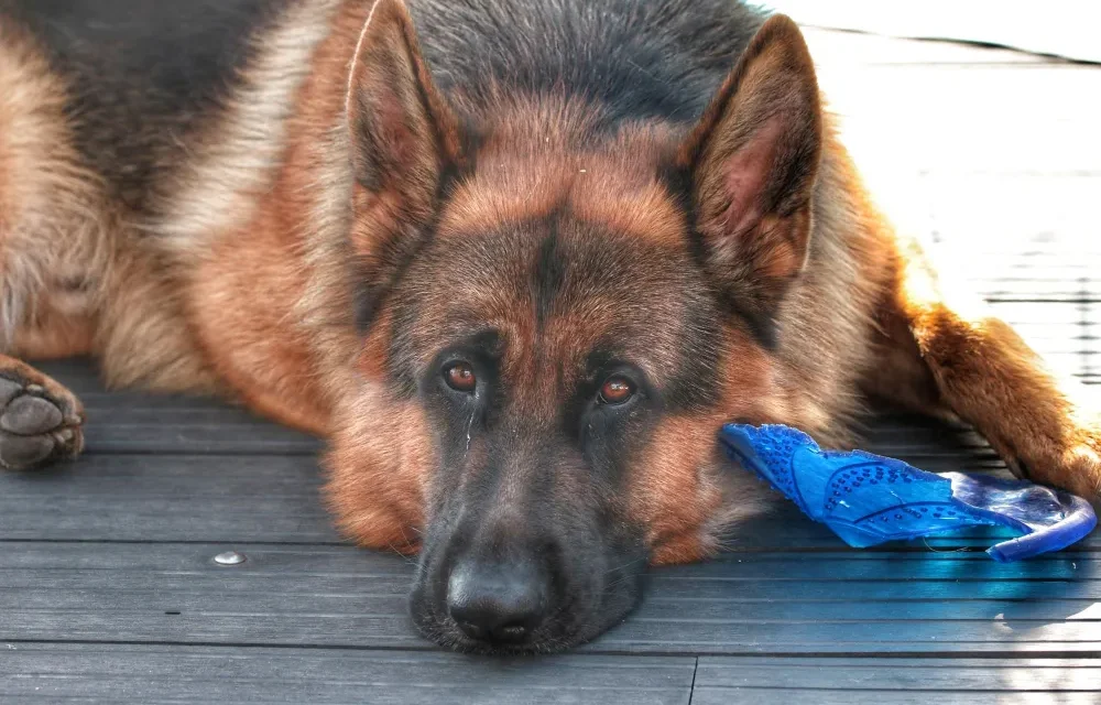 german shepherd stomach flip