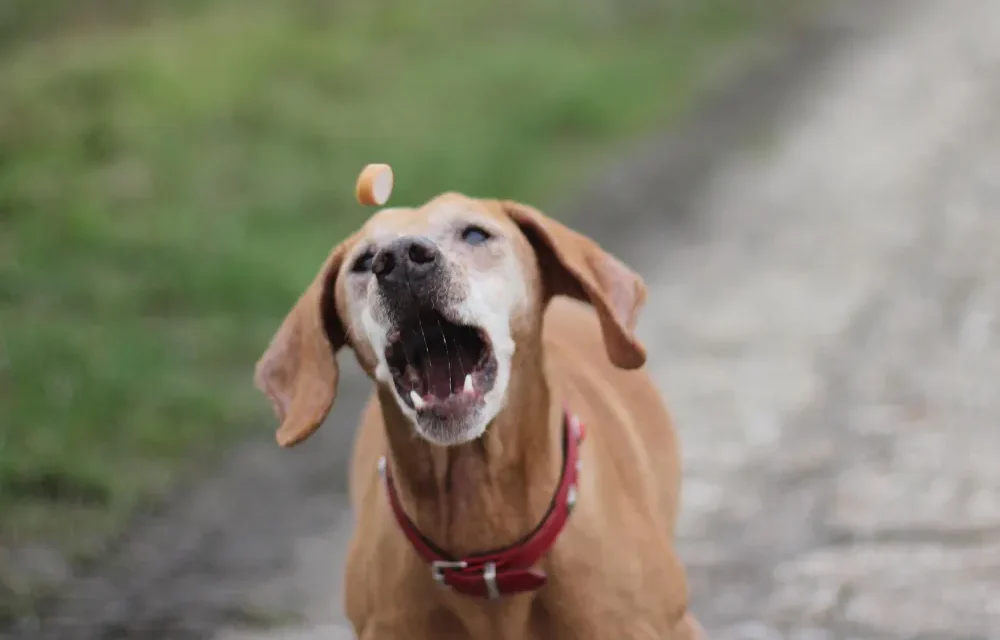 how do i stop my dog from barking