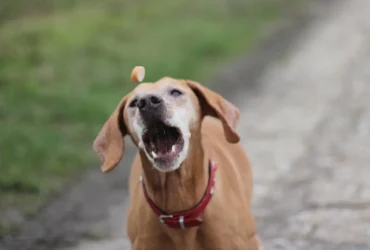 how do i stop my dog from barking