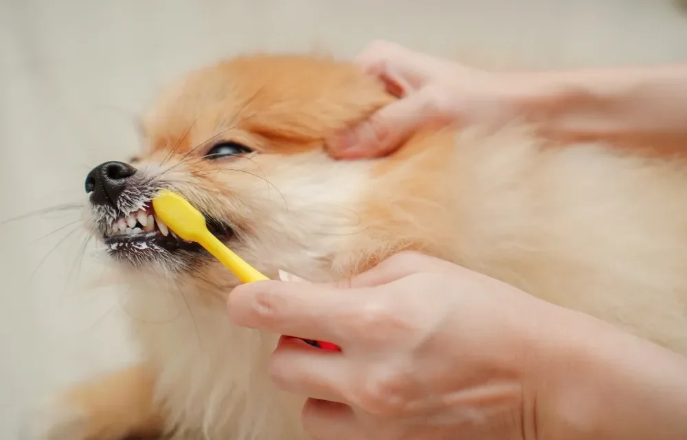 how to clean your dog teeth