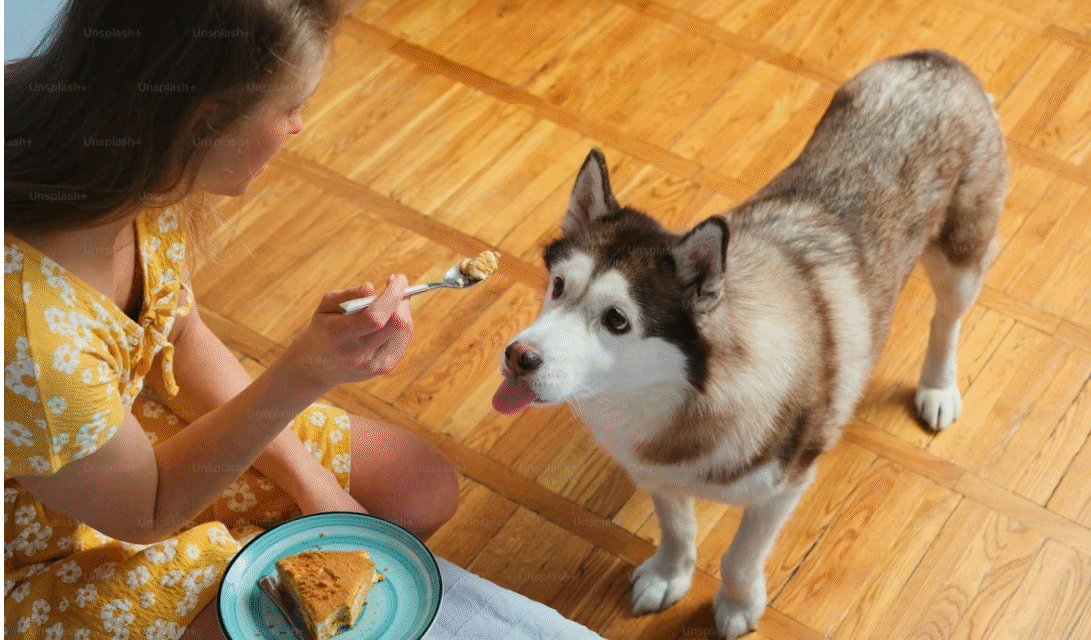 best food for shiba inu with allergies
