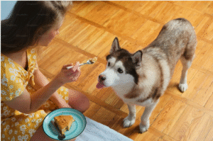 best food for shiba inu with allergies