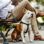 harness for your dog