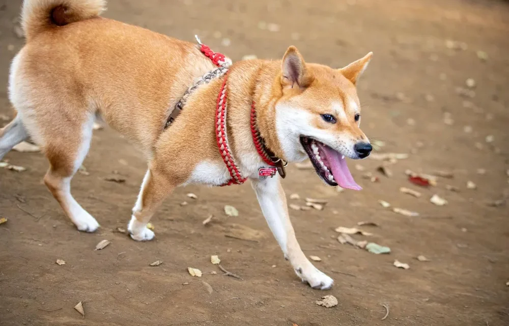 hip dysplasia in shiba inus