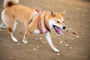 hip dysplasia in shiba inus