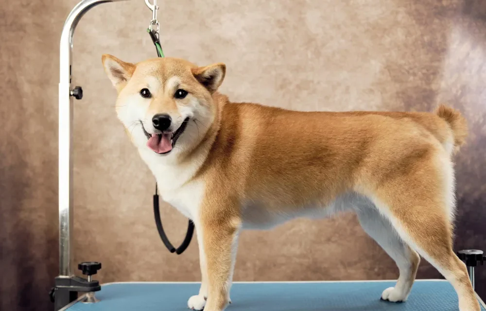 shiba inu size and weight