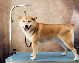 shiba inu size and weight