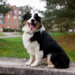 which dog breed needs the most exercise