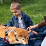 shiba inu pros and cons