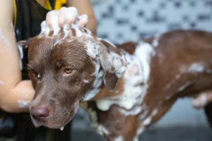 dog shampoo