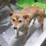Shiba Inu Grooming Guide