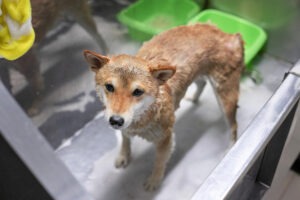 Shiba Inu Grooming Guide