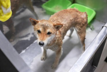 Shiba Inu Grooming Guide